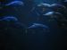 IMG_2466_800x600.JPG